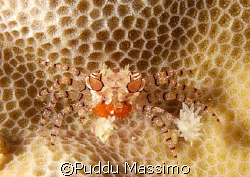 anemon crab siladen 60 mm macro by Puddu Massimo 